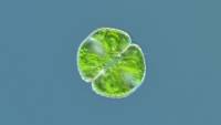 Algue unicellulaire d'eau douce - Cosmarium botrytis x160
